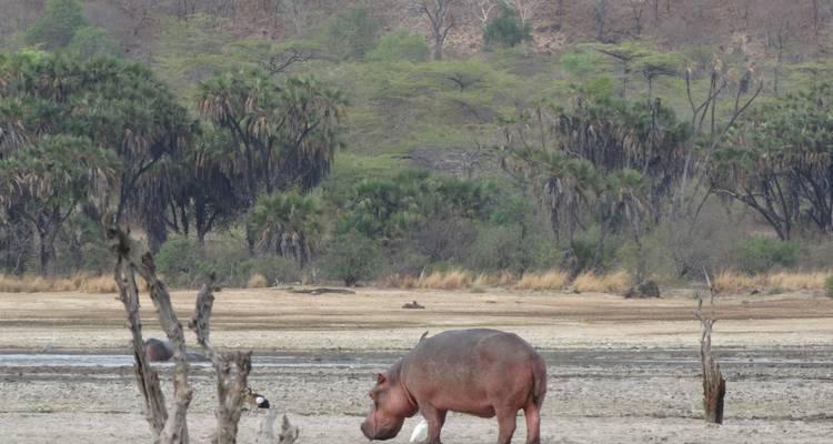 3 Days Nyerere NP (formerly Selous Game Reserve) Mid-Range Accommodation. - African Pangolin Safaris 10