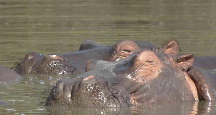 3 Days Nyerere NP (formerly Selous Game Reserve) Mid-Range Accommodation. - African Pangolin Safaris 6