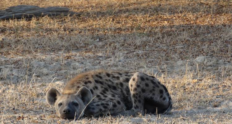 3 Days Nyerere NP (formerly Selous Game Reserve) Mid-Range Accommodation. - African Pangolin Safaris 2