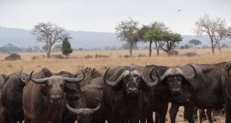 Büffel versammeln sich auf einem Feld mit Bäumen im Hintergrund.