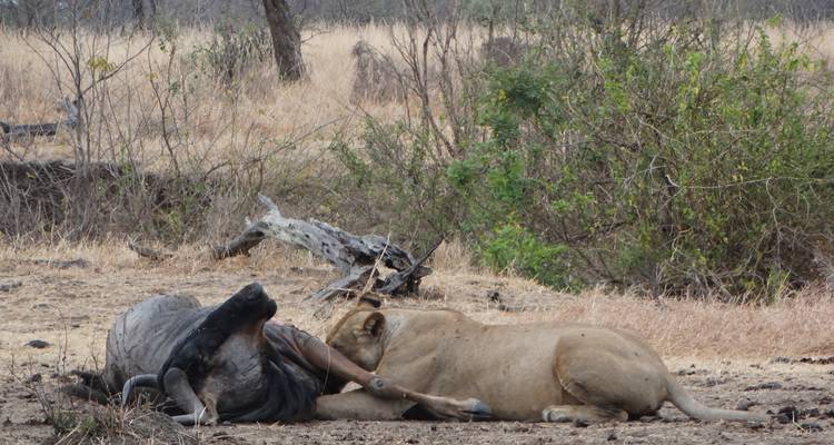 Eine Löwin mit einem Gnu in der Savanne.