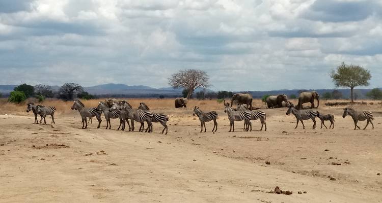 Eine Herde Zebras mit Elefanten im Hintergrund.