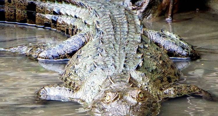 4 jours dans la jungle du Pérou - Réserve naturelle de Tambopata - America Viajes 1
