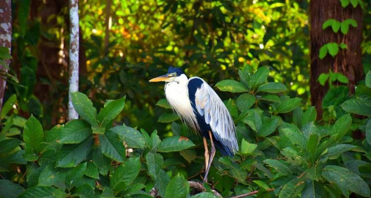 4 jours dans la jungle du Pérou - Réserve naturelle de Tambopata - America Viajes 3