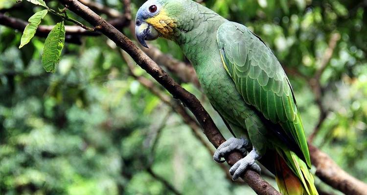 4 jours dans la jungle du Pérou - Réserve naturelle de Tambopata - America Viajes 10