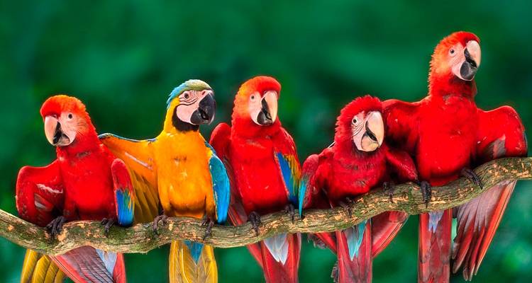 4 jours dans la jungle du Pérou - Réserve naturelle de Tambopata - America Viajes 4