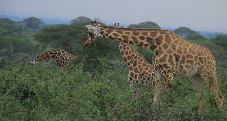 10 jours d'expérience exclusive des gorilles et de la faune en Ouganda - circuit privé - Mukisa Safaris Uganda 4