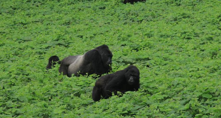 10 jours d'expérience exclusive des gorilles et de la faune en Ouganda - circuit privé - Mukisa Safaris Uganda 9