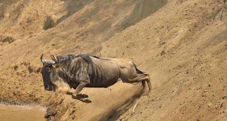 Wildebeest making a dramatic leap down a sandy slope.