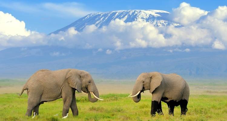 Two elephants in the foreground with Mount Kilimanjaro in the background.