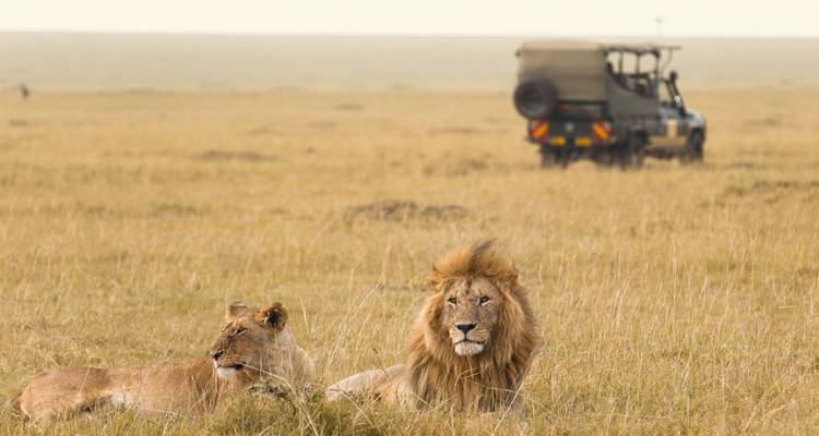 Two lions resting in the grass with a safari vehicle in the background.
