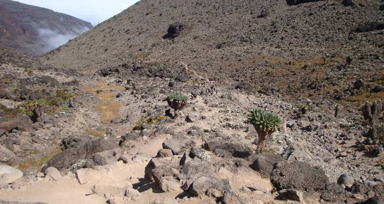 Subida al Kilimanjaro ruta Lemosho 7 días excursionismo, 9 días de excursión - Nomadic Adventures 4