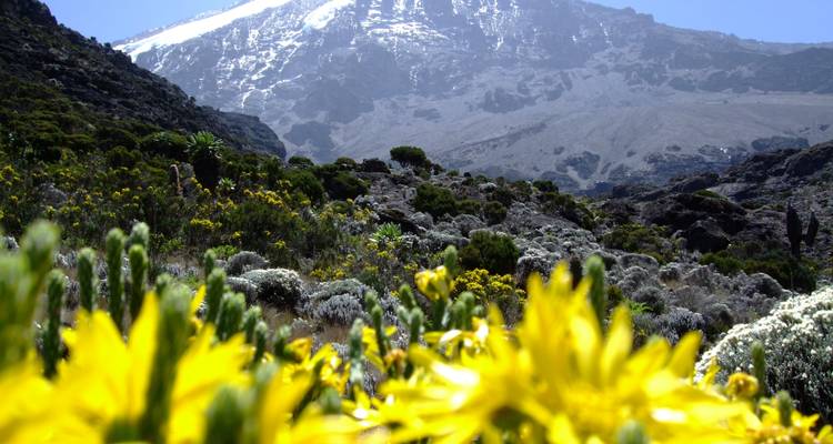 Subida al Kilimanjaro ruta Lemosho 7 días excursionismo, 9 días de excursión - Nomadic Adventures 1