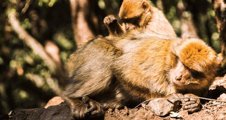 Twee Barbarijnse makaken die elkaar verzorgen in een bosomgeving.