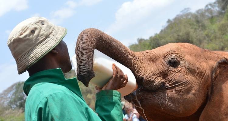 15 Days Kenya Tanzania Mid Range Safari & Zanzibar Beach holiday 2025 - CKC Tours & Travel 10