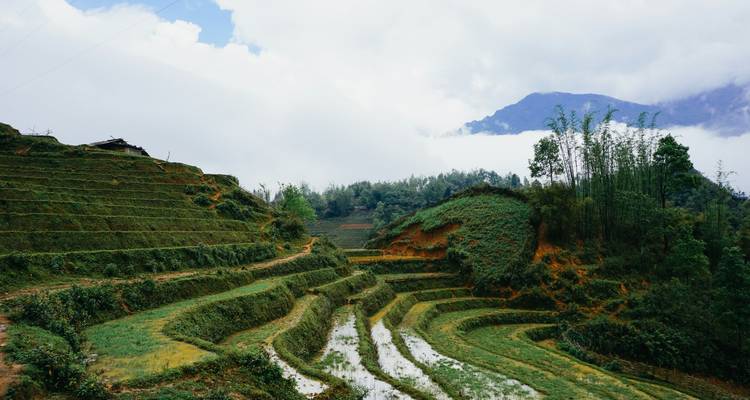 Les terrasses de riz émeraude s'étageant sur une pente sous les nuages à la dérive à Sapa.