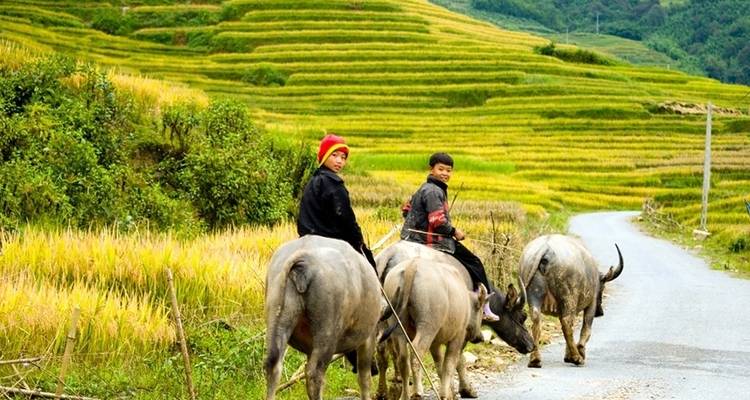 Sapa 3 jours 2 nuits de circuit Trek depuis Hanoi - 1 nuit au village de Ta Van, 1 nuit à l'hôtel - Vietnam Travel Top 7