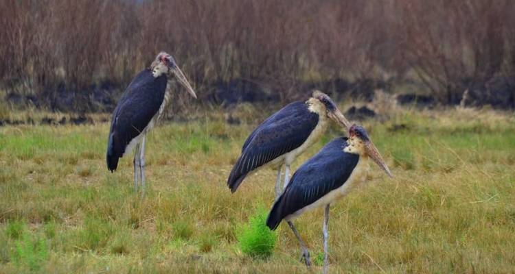 Safari de 10 días por Uganda para ver aves, rinocerontes y primates - circuito privado - Mukisa Safaris Uganda 6
