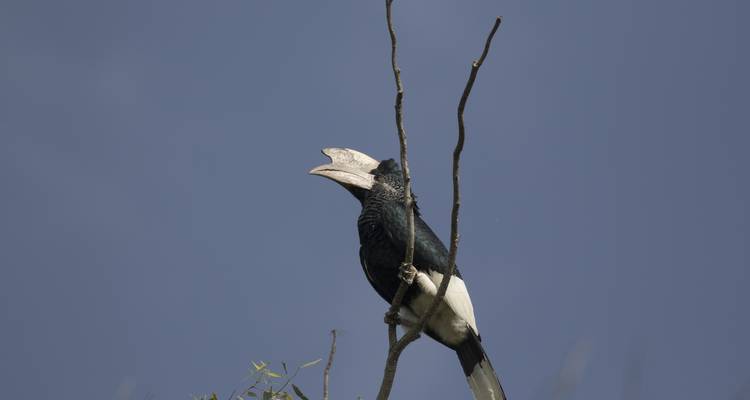 Safari de 10 días por Uganda para ver aves, rinocerontes y primates - circuito privado - Mukisa Safaris Uganda 1