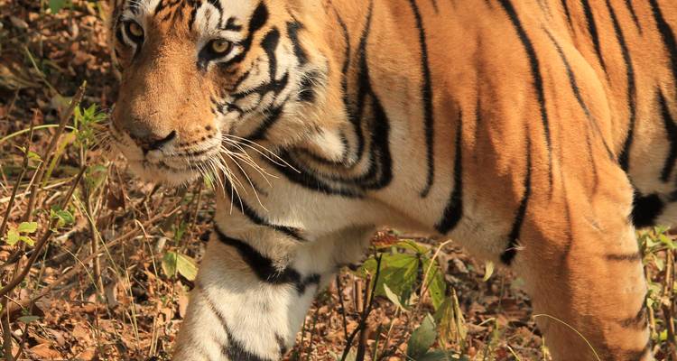 Elégant circuit de 13 jours en Inde - Temples et Tigres avec le splendide Taj Mahal - Tout compris - Travel Con 9