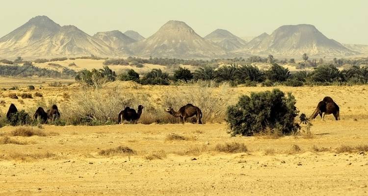 4 días pirámides y Oasis de el Baharia - Ancient Egypt Tours 9