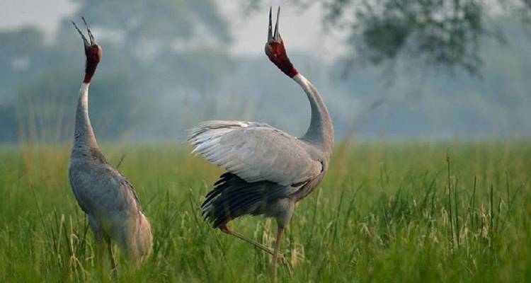 Taj Mahal Tour with Bharatpur Bird Century  Overnight - Sami World Travels 3
