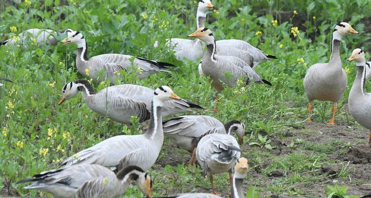 Taj Mahal Tour with Bharatpur Bird Century  Overnight - Sami World Travels 5