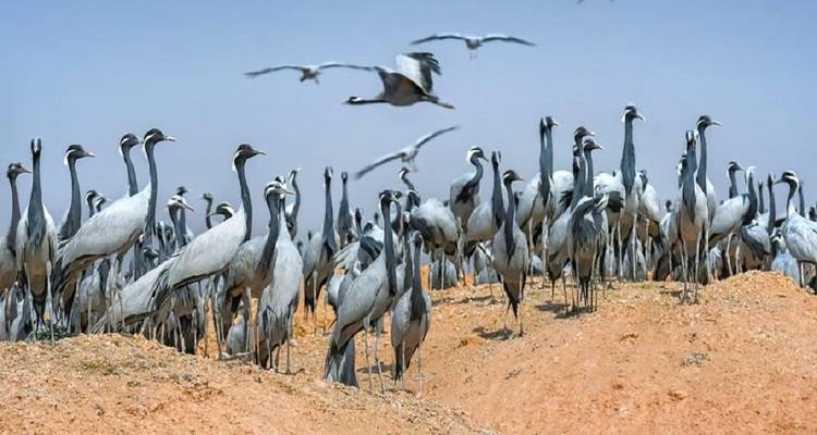 Taj Mahal Tour with Bharatpur Bird Century  Overnight - Sami World Travels 9