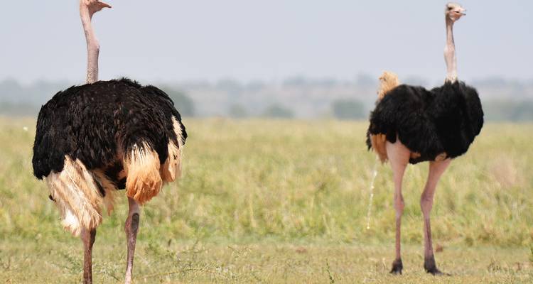 Safari económico de 2 días en Tanzania - Hazzes Adventure 4