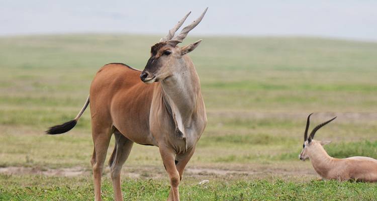 Safari económico de 2 días en Tanzania - Hazzes Adventure 1