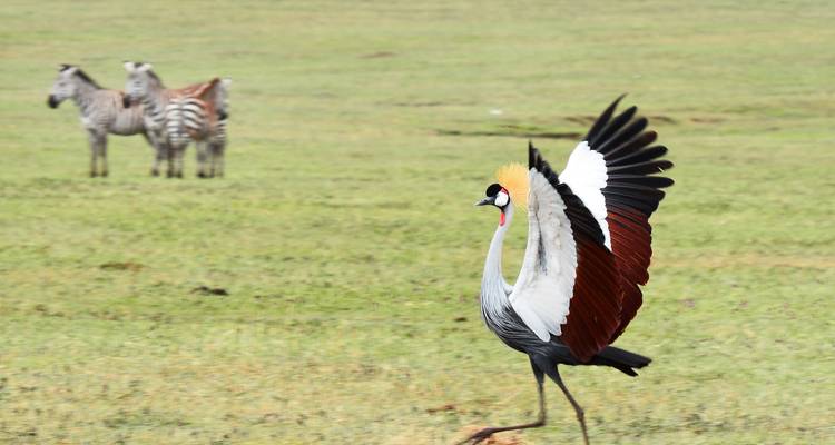 Safari económico de 2 días en Tanzania - Hazzes Adventure 7