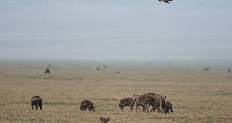Safari económico de 2 días en Tanzania - Hazzes Adventure 6