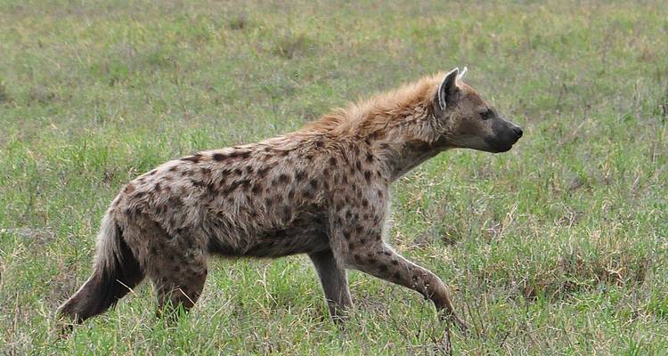 Safari económico de 2 días en Tanzania - Hazzes Adventure 3