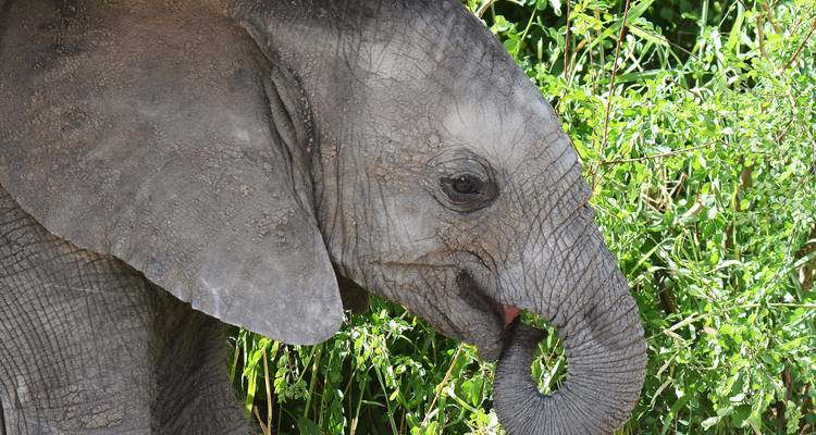 Safari económico de 2 días en Tanzania - Hazzes Adventure 2