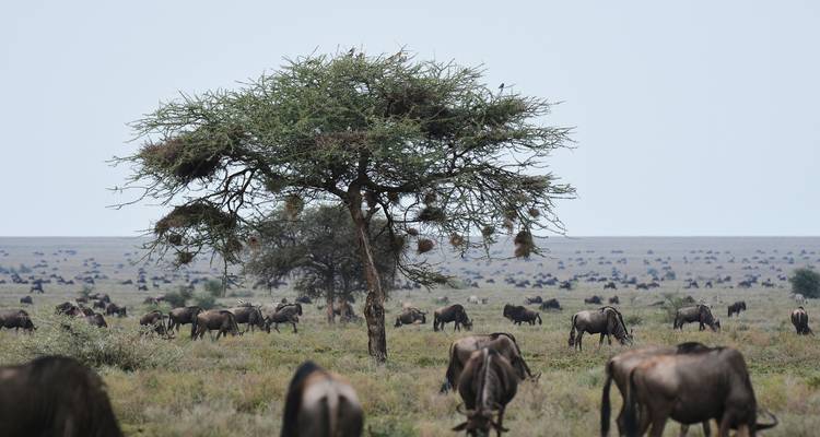 Tanzania  Photographer Safari & Tours - Hazzes Adventure 3