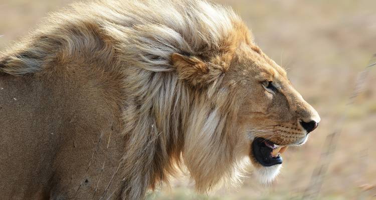 Tanzania  Photographer Safari & Tours - Hazzes Adventure 2