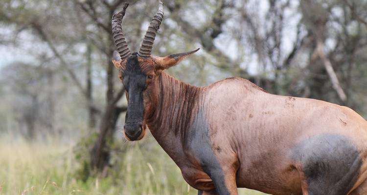 5 Days  Tanzania Safari Highlights - Hazzes Adventure 6