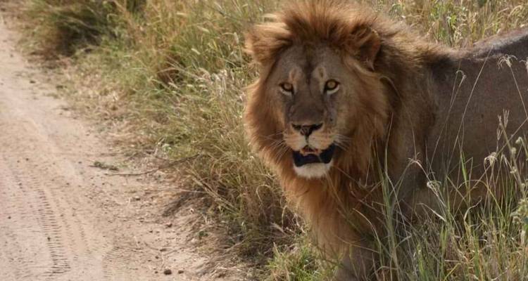 5 Days  Tanzania Safari Highlights - Hazzes Adventure 1