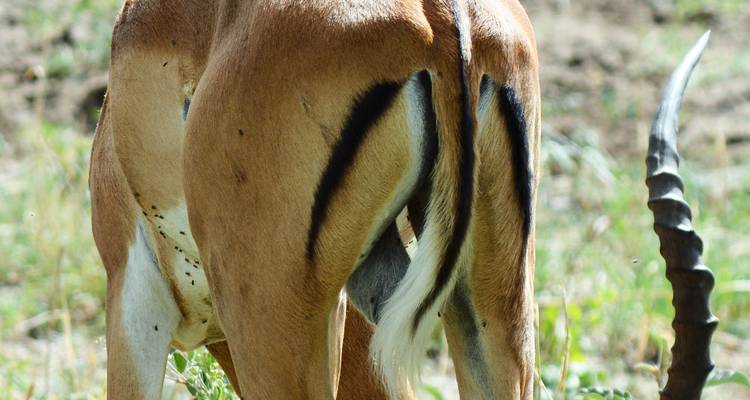 5 Days  Tanzania Safari Highlights - Hazzes Adventure 7