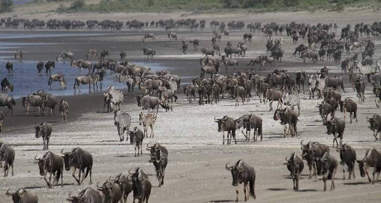 5 Days  Tanzania Safari Highlights - Hazzes Adventure 3