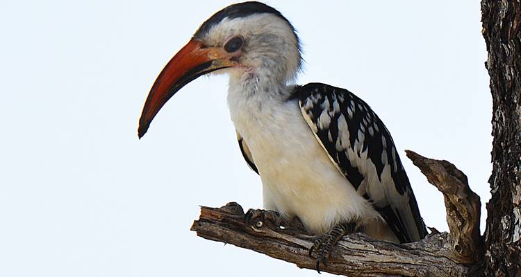 8 jours de safari en Tanzanie pour la migration des gnous - Hazzes Adventure 4