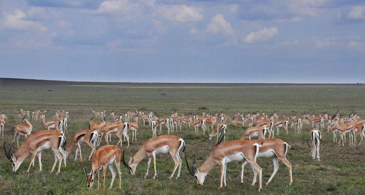 8 jours de safari en Tanzanie pour la migration des gnous - Hazzes Adventure 8