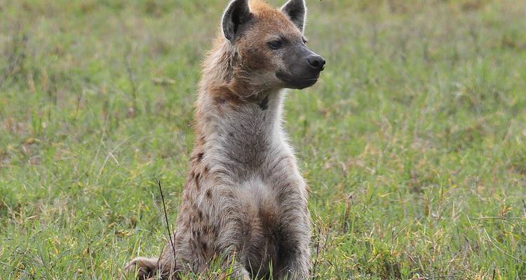 8 jours de safari en Tanzanie pour la migration des gnous - Hazzes Adventure 2