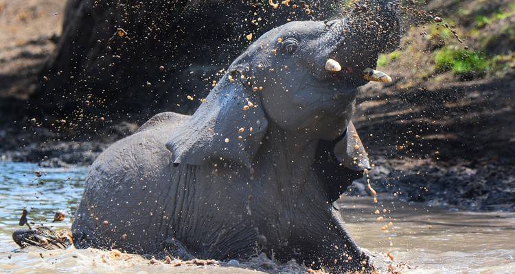 8 jours de safari en Tanzanie pour la migration des gnous - Hazzes Adventure 6