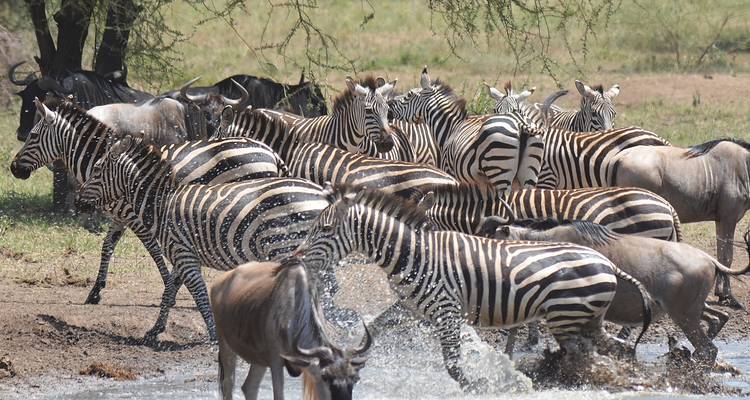 8 jours de safari en Tanzanie pour la migration des gnous - Hazzes Adventure 9