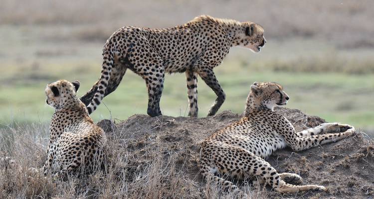 8 jours de safari en Tanzanie pour la migration des gnous - Hazzes Adventure 3
