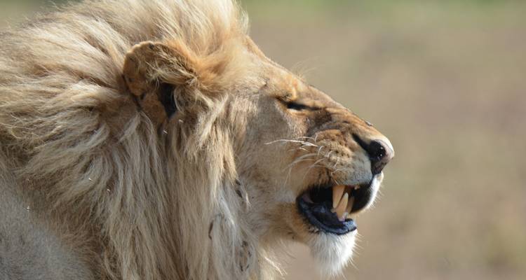 8 jours de safari en Tanzanie pour la migration des gnous - Hazzes Adventure 10