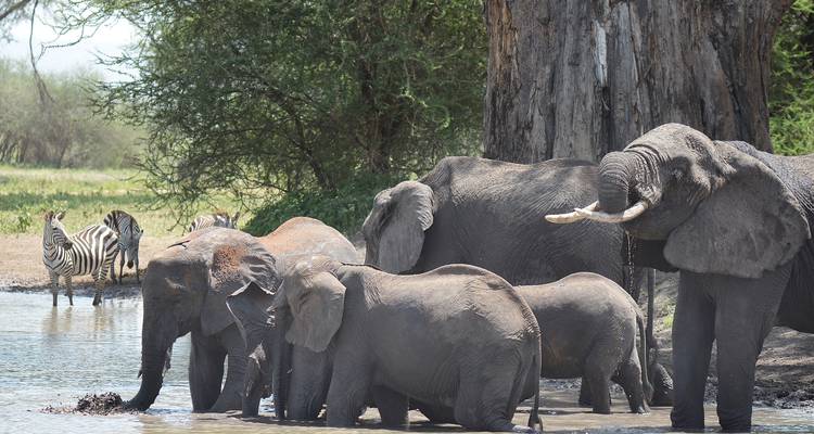 8 jours de safari en Tanzanie pour la migration des gnous - Hazzes Adventure 7
