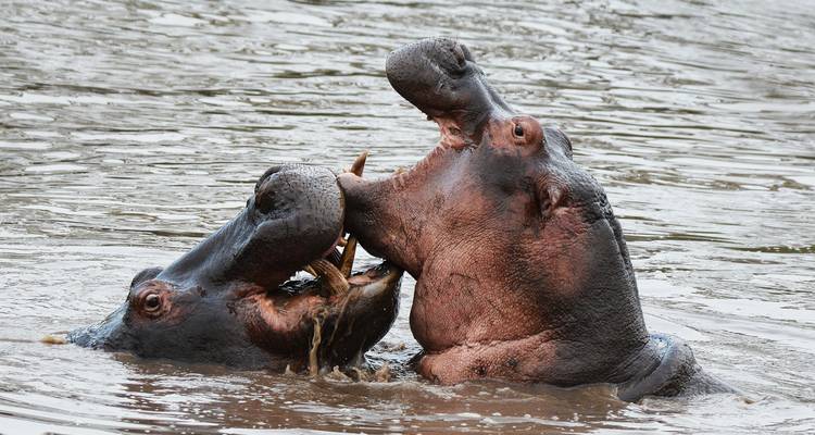 Tanzania Adventure Safari - Hazzes Adventure 7