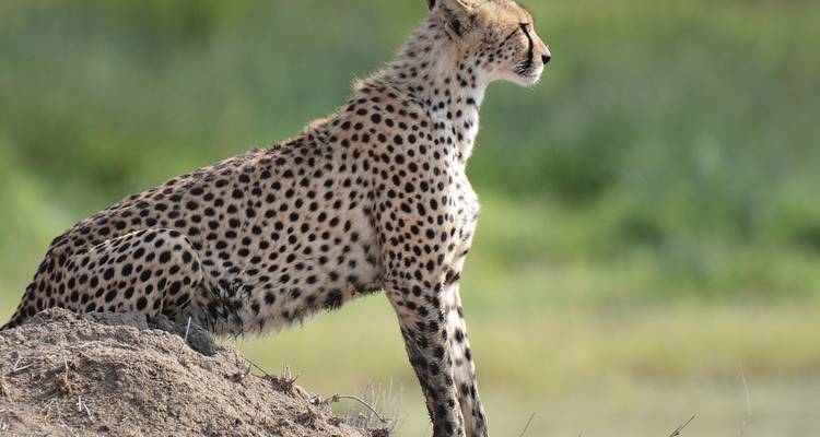 Tanzania Adventure Safari - Hazzes Adventure 4